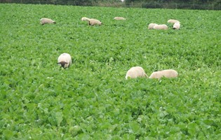 Information note from the Turkish Embassy on Health certificates regarding the exportation of animal crop fodder